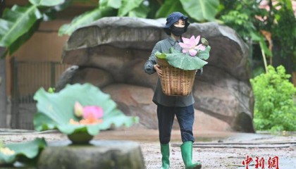 大暑节气 广州动物园为动物定制广式“凉方”