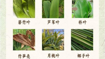 粽叶为啥选箬竹？生物学家：它的抗菌能力超强！