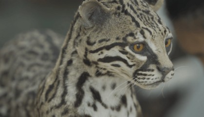 标本制作技艺：为动物重塑生命