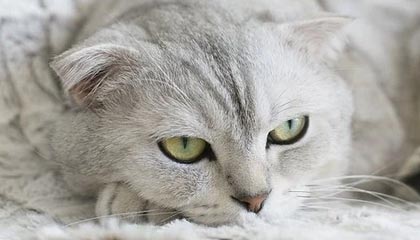 华联股份（000882）8月20日主力资金净流入6287.05万元