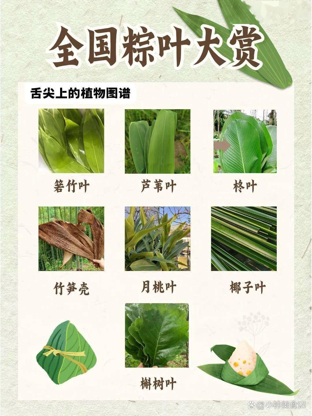 粽叶为啥选箬竹？生物学家：它的抗菌能力超强！