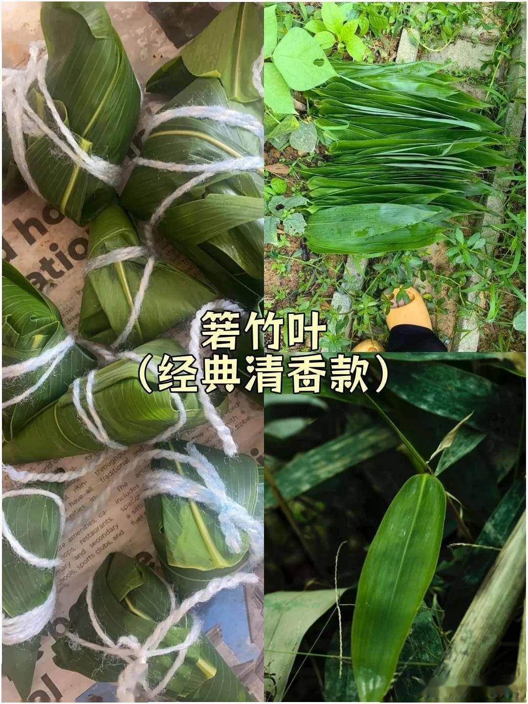 粽叶为啥选箬竹？生物学家：它的抗菌能力超强！