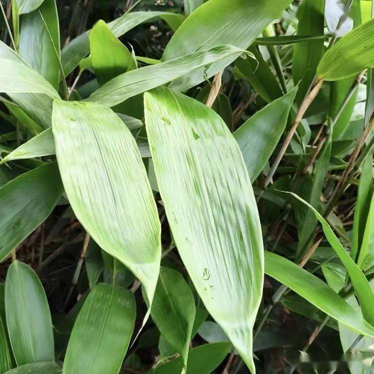 粽叶为啥选箬竹？生物学家：它的抗菌能力超强！