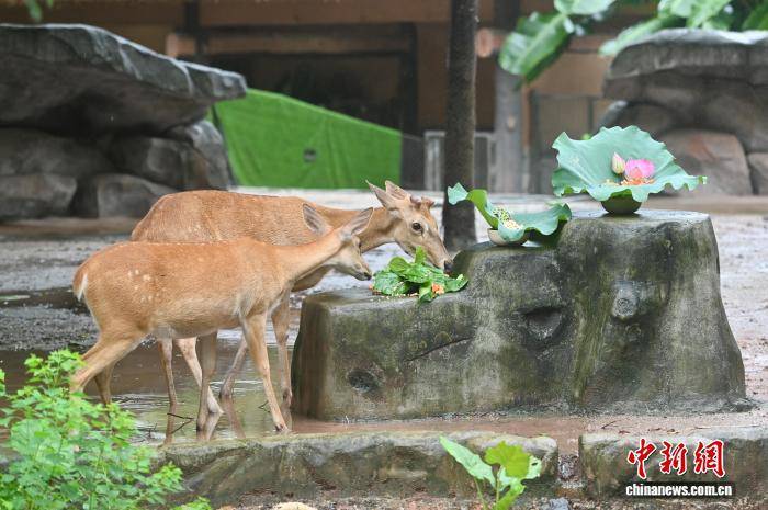 大暑节气 广州动物园为动物定制广式“凉方”