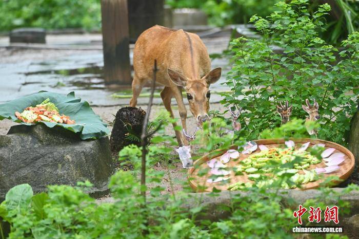 大暑节气 广州动物园为动物定制广式“凉方”