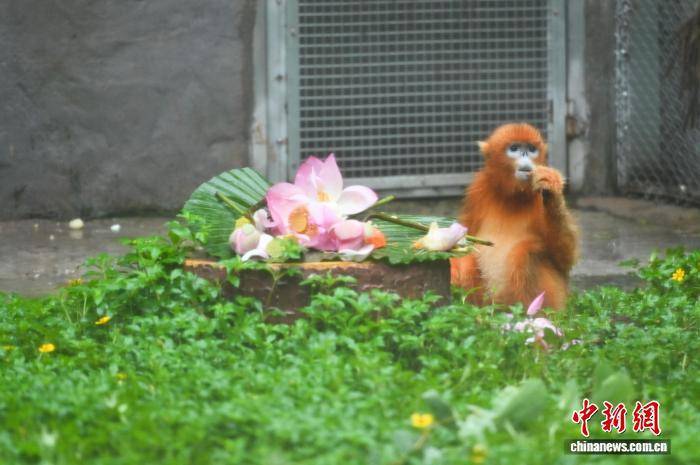 大暑节气 广州动物园为动物定制广式“凉方”